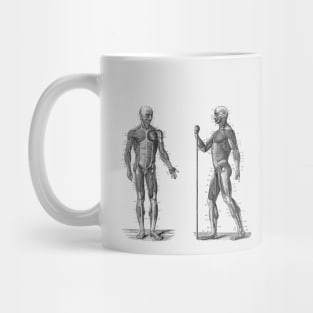 Dual View Human Muscle System - Vintage Anatomy Mug